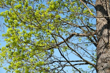 Maple Tree with green maple flowers on a blue sky background. Flowers of the maple tree. Blooming maple tree branches.                              
