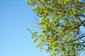 Maple Tree with green maple flowers on a blue sky background. Flowers of the maple tree. Blooming maple tree branches.                              
