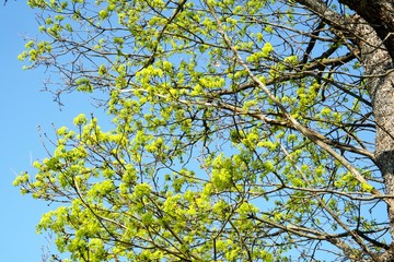 Maple Tree with green maple flowers on a blue sky background. Flowers of the maple tree. Blooming maple tree branches.                              