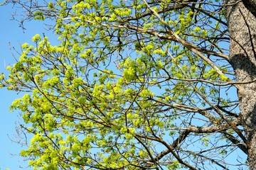 Maple Tree with green maple flowers on a blue sky background. Flowers of the maple tree. Blooming maple tree branches.                              