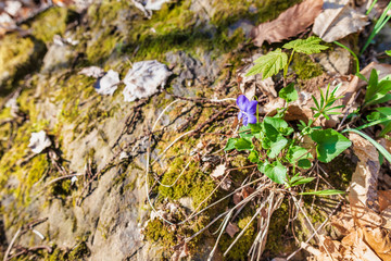 Castles and ruins. Medieval manors of the Zucco and Cucagna family. Friuli. Italy.