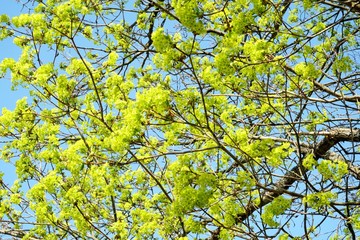 Maple Tree with green maple flowers on a blue sky background. Flowers of the maple tree. Blooming maple tree branches.                              