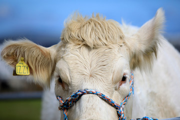 Orkney (Scotland), UK - August 05, 2018: A cow at annual agricultural shows, Orkney, Scotland, Highlands, United Kingdom