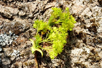 Maple branches with flowers on a maple tree bark background                   