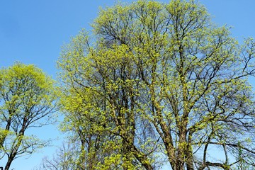 Maple Tree with green maple flowers on a blue sky background. Flowers of the maple tree. Blooming maple tree branches.                              