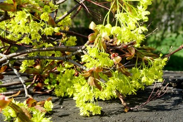 Maple tree branches with green flowers on an old wooden background                               