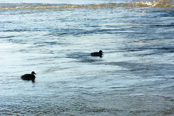 Kaczki w wodzie © Heroc