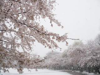雪景色/桜
