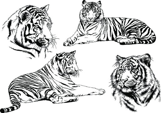 set of vector drawings on the theme of predators tigers are drawn by hand with ink tattoo logos