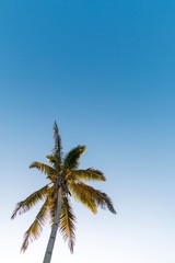 Fototapeta na wymiar Plain palm