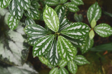 Close up of tropical  'Pilea Cadierei', also called 'Aluminium Plant' or 'Watermelon Pilea' with beautiful oval leaves with each leaf having raised silvery patches