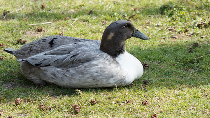 Schwedische Blauente bekannt als Schwedenente, seltene Ente mit blaue Farbe in ihrem perlgraues Gefieder und heller bis weißer Latz, grüngelben Schnabel oder dunkel blaugrün bei Weibchen