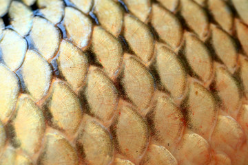 The scales of carp,close-up photo © hanmaomin