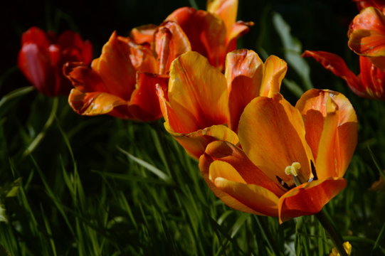 red tulips in the garden