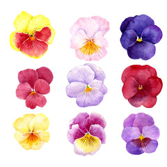 pansy flowers drawing by watercolor