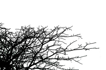 Dead branches , Silhouette dead tree or dry tree  on white background. Save with clipping path.