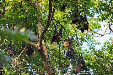 Bats on trees