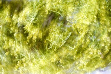 Green Maple flower background with motion effect, light green background                  