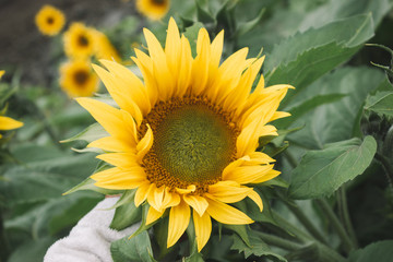 Yellow sunflower plant with green leaves in the field. Stock photo