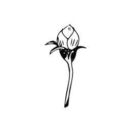 black and white flower bud, hand drawn graphic. Isolated roses bud, minimal illustration vector