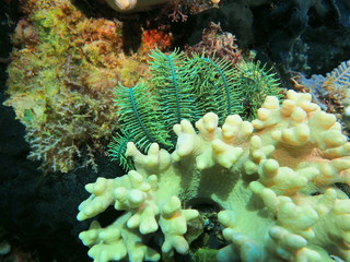 Fototapeta na wymiar The amazing and mysterious underwater world of Indonesia, North Sulawesi, Manado, crinoid