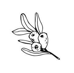 Vector botanical floral hand drawn logo template in elegant and minimal style with black color on white background illustration. For badges, labels, logotypes and branding business identity.