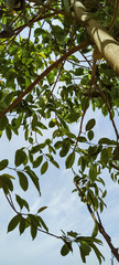 green mango tree in garden