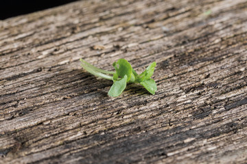 Basil