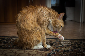 A cat with a red-and-white color, licks wet hair with a long tongue.