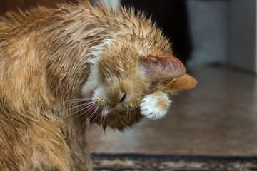 A cat with a red-and-white color, licks wet hair with a long tongue.