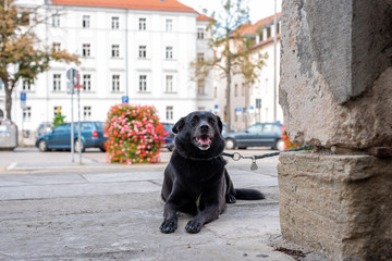 Young Dog waiting at the Gate for his Master, picture taken in Regensburg, Germany