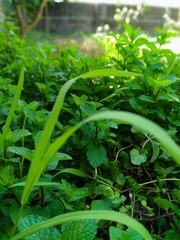 lettuce in the garden