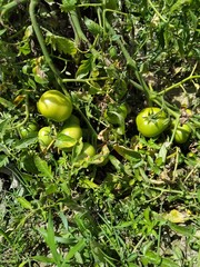 green tomato in the tree