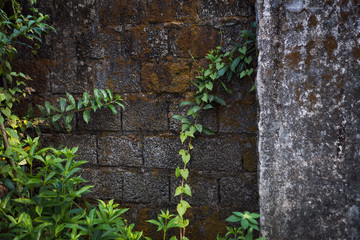 A gray old concrete wall overgrown with moss and tropical plants. Stone wall in India in palm leaves and lianas