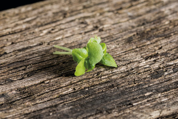Basil