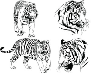 set of vector drawings on the theme of predators tigers are drawn by hand with ink tattoo logos