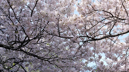 Obraz na płótnie Canvas beautiful cherry blossoms at park