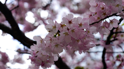 beautiful cherry blossoms at park