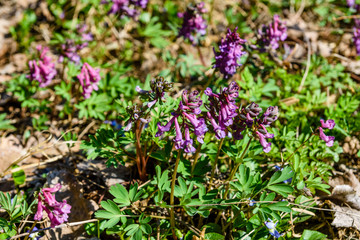 Purple corydalis flowers in a forest on early spring