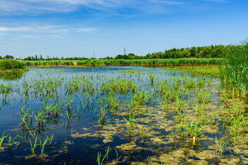 View on small lake at summer