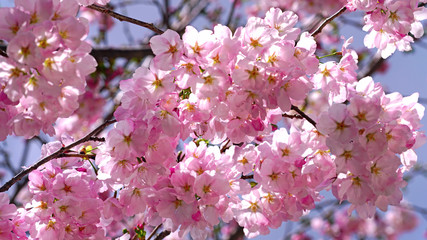 beautiful cherry blossoms at park