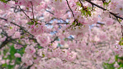 beautiful cherry blossoms at park