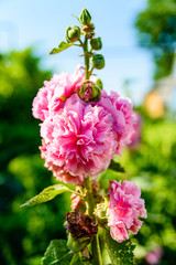 Pink mallow flowers (malva alcea) on flowerbed