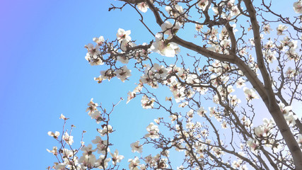 White magnolia flower blooming under blue sky. Spring magnolia flowers. White Magnolia in the wind.White flowers are fairyland