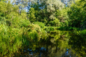 Small river in a forest on summer