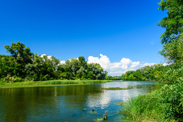 Fototapeta premium Summer landscape with the green trees and river