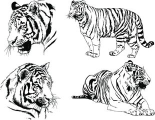 set of vector drawings on the theme of predators tigers are drawn by hand with ink tattoo logos