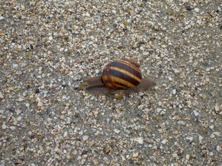 A snail with a striped shell crawling on the ground with small stones