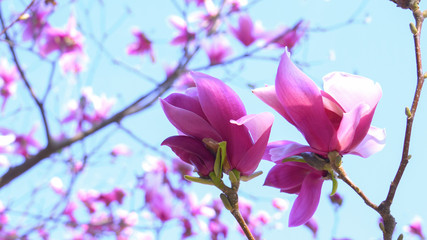 purple magnolia flowers in front of blue background. Spring magnolia flowers. purple Magnolia in the wind. Pink magnolia in full bloom before blue background.