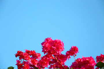 Obraz na płótnie Canvas beautiful bright pink flowers against a contrasting clear blue sky is perfect for the background of scribble for the women's holiday